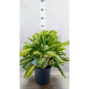 Aglaonema   ...