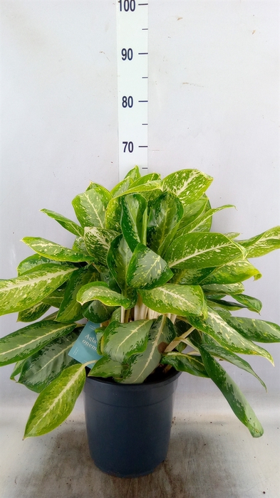 <h4>Aglaonema   ...</h4>