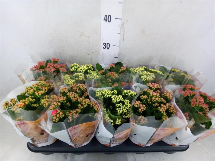 <h4>Kalanchoe blos. 'RoyalDon'   ..mix</h4>