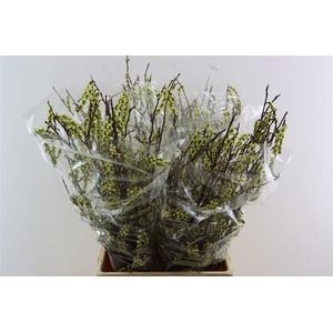 Stachyrus Chinensis 80cm P Stem