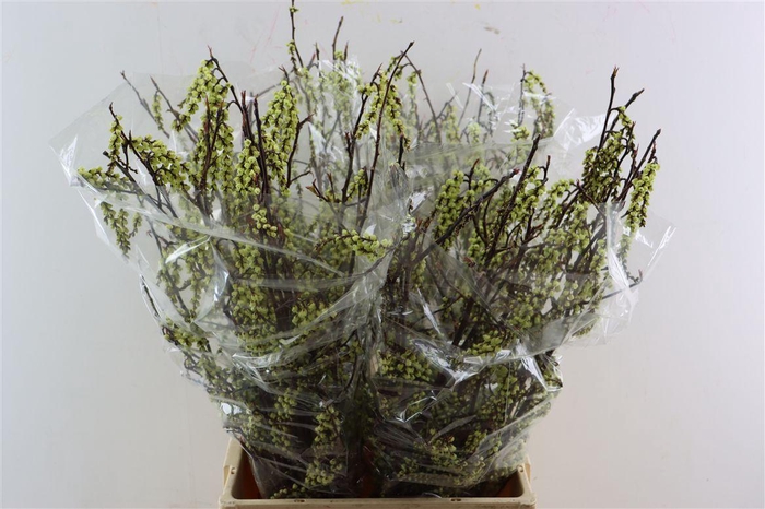 <h4>Stachyrus Chinensis 80cm P Stem</h4>