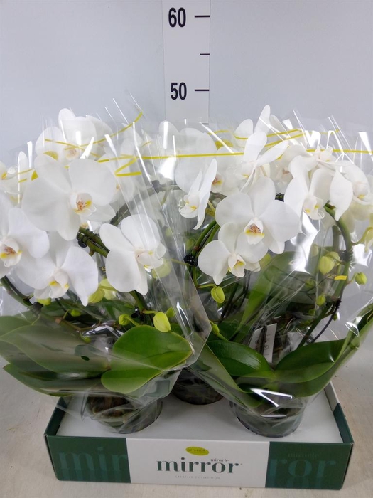 <h4>Phalaenopsis ...white</h4>