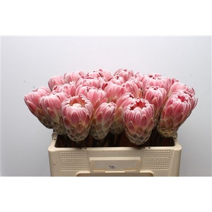 Protea Carnival No Leaves