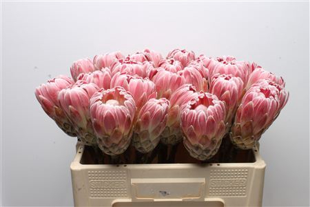<h4>Protea Carnival No Leaves</h4>