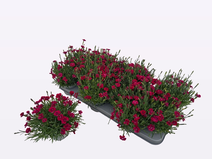 <h4>DIAN P MERCI FLEURI</h4>