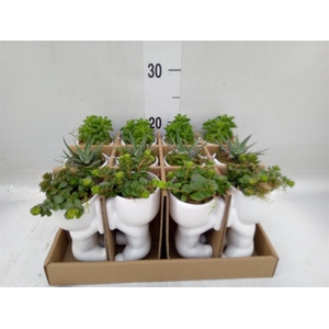 Arr.   Kamerplant Groen L%