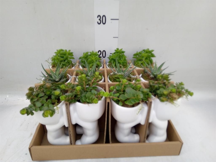 <h4>Arr. Kamerplant Groen L%</h4>