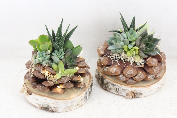 <h4>arr3 AD - Dennenappel op schijf LED</h4>