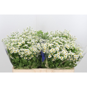 Tanacetum Pa Single Vegmo