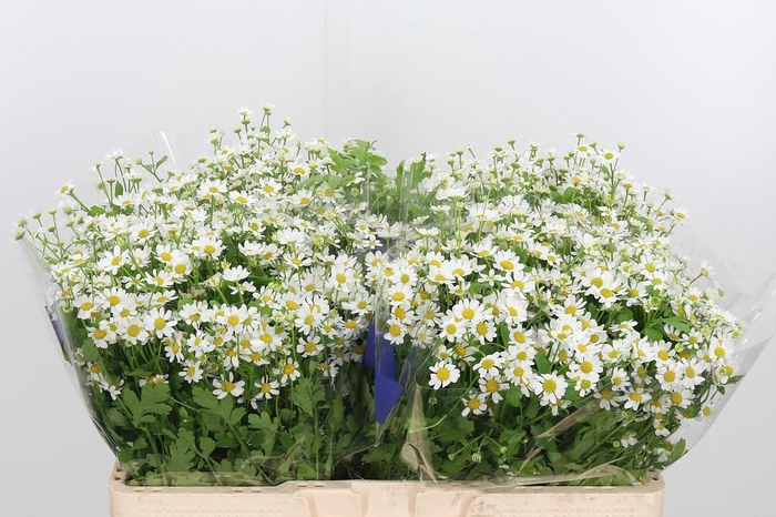 <h4>Tanacetum Pa Single Vegmo</h4>