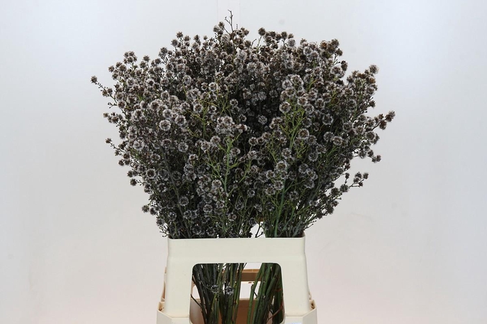 <h4>STIRLINGIA LATIFOLIA</h4>