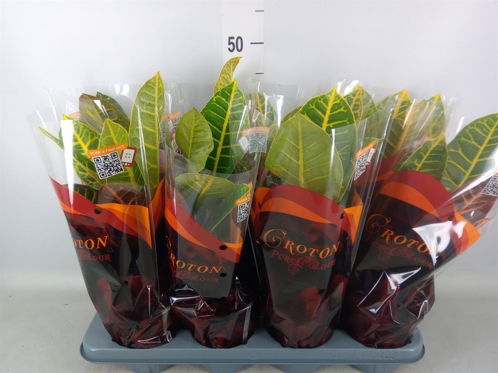 <h4>Codiaeum var. GR 'Petra'</h4>