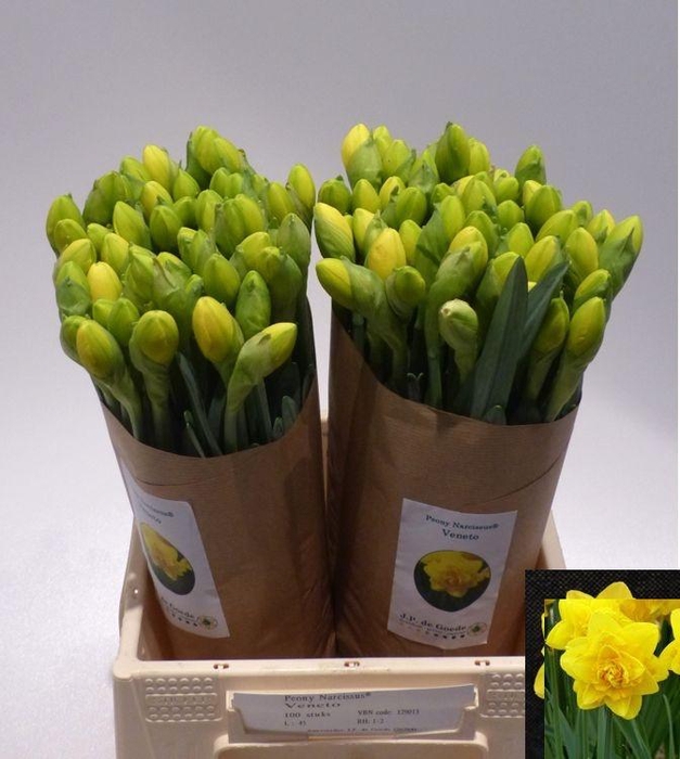 <h4>NARC DU PN VENETO</h4>