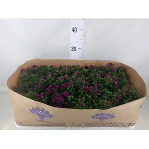 Aster n-b 'Showmakers Magenta'