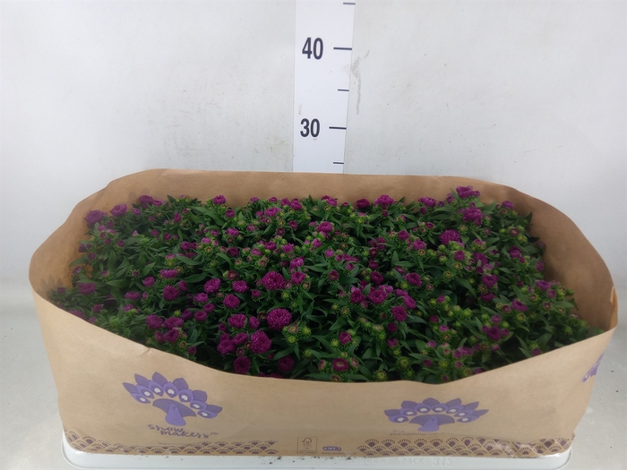 <h4>Aster n-b 'Showmakers Magenta'</h4>
