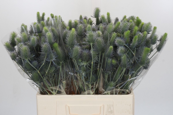 <h4>Eryngium Electric Dynamite</h4>