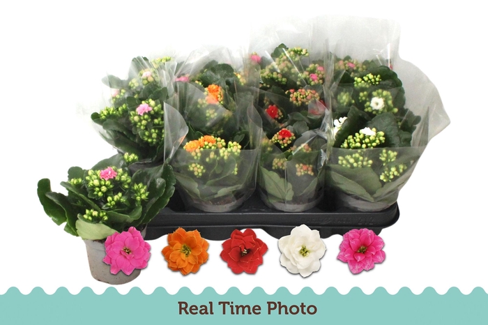 <h4>KAL GE GEM 5 KL</h4>