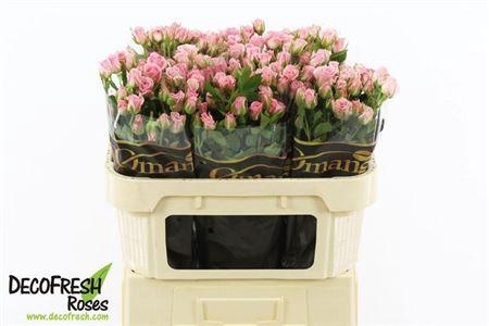 <h4>R Tr Odilia</h4>