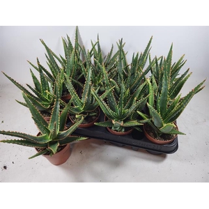 ALOE OV