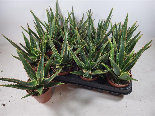 <h4>ALOE OV</h4>