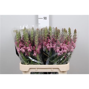 Antir Poto Lavender