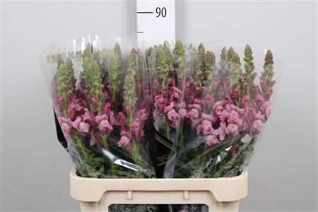 <h4>Antir Poto Lavender</h4>