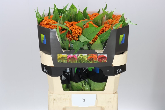 <h4>Celosia Act Zara</h4>