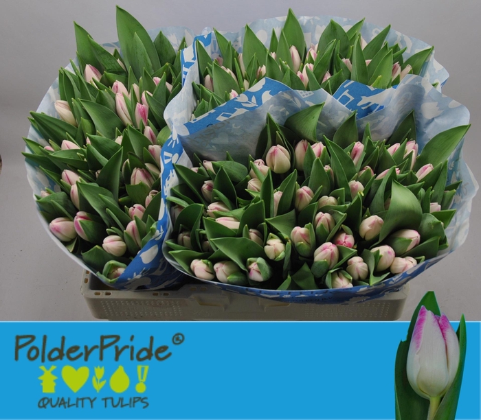 <h4>TU EN SINFONIE</h4>