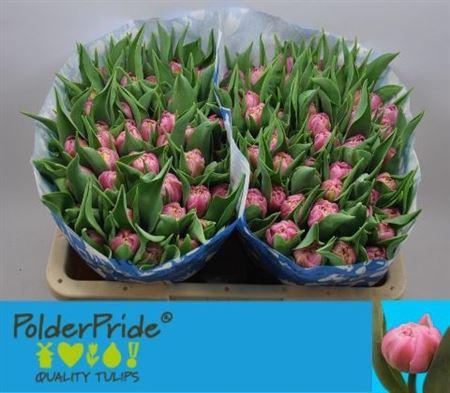 <h4>Tu Du Maitresse</h4>