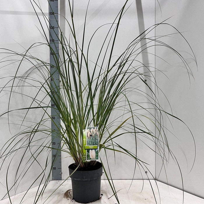 Cortaderia selloana