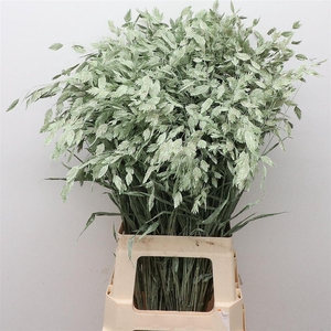 Chasmantium Klb Mint Green