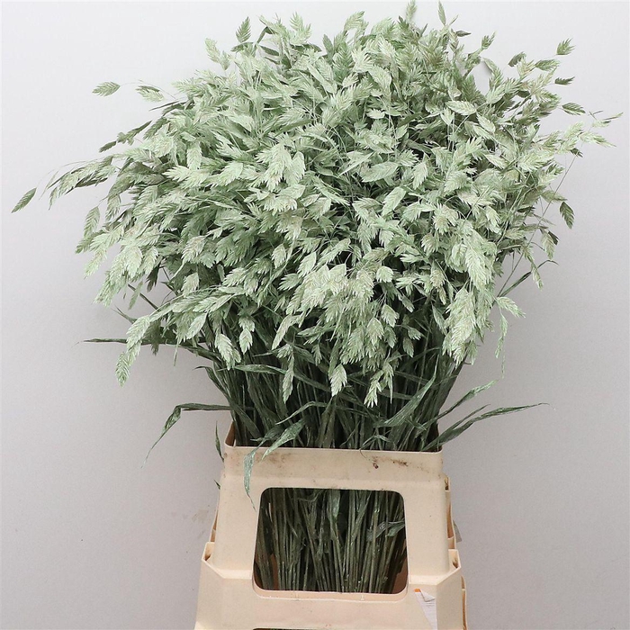 Chasmantium Klb Mint Green