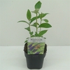 Buddleja dav. Empire Blue C2