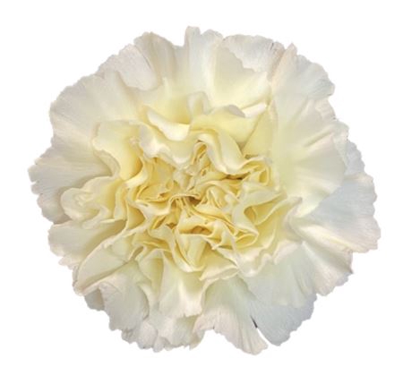 <h4>Di St Cream Wedding</h4>