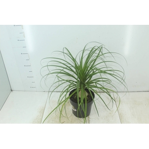BEAUCARNEA P17