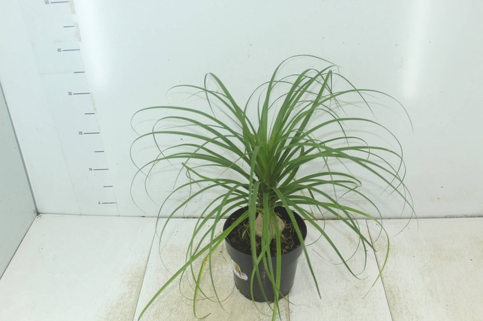<h4>BEAUCARNEA P17</h4>