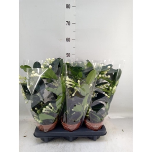 Stephanotis floribunda   ...