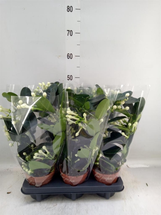 <h4>Stephanotis floribunda   ...</h4>