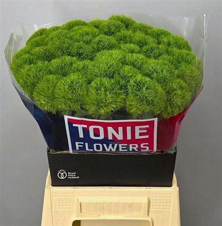 <h4>Di Barb Kiwi Mellow</h4>