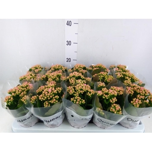 Kalanchoe  'MoreFlow Lillian'