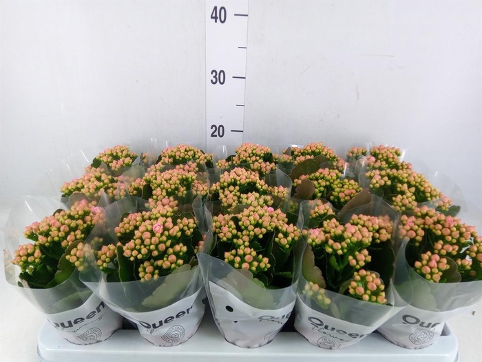 <h4>Kalanchoe  'MoreFlow Lillian'</h4>