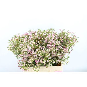Chame Pink Leilani