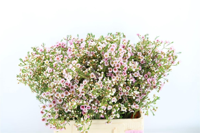 <h4>Chame Pink Leilani</h4>