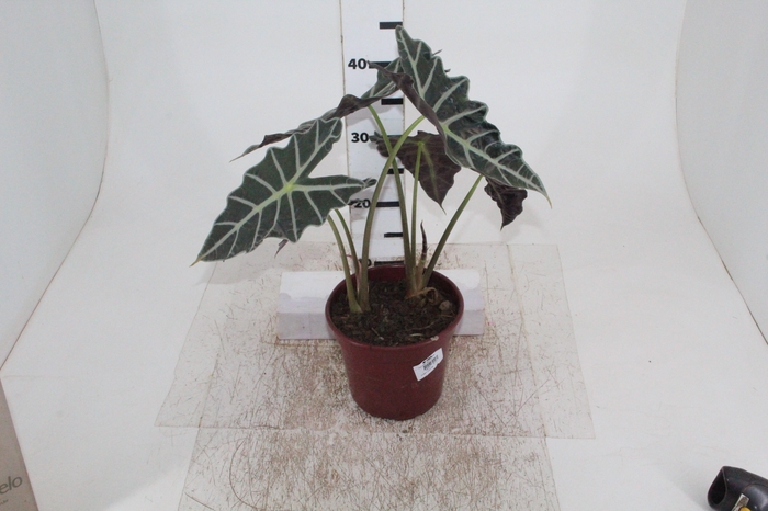 <h4>ALOCASIA POLLY P17</h4>