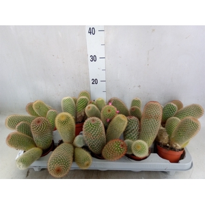 Mammillaria