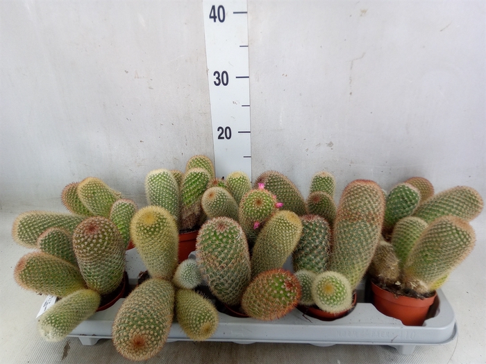 <h4>Mammillaria</h4>