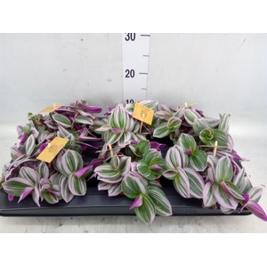 Tradescantia albif. 'Nanouk'