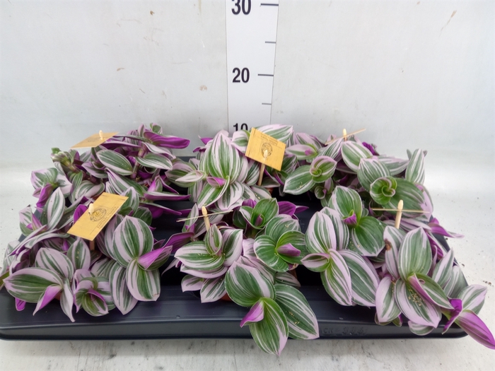 <h4>Tradescantia albif. 'Nanouk'</h4>