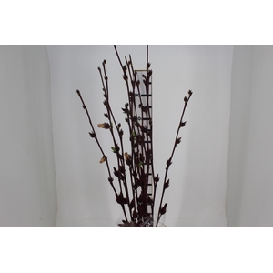 FOLH HIBISCUS VINAGREIRO