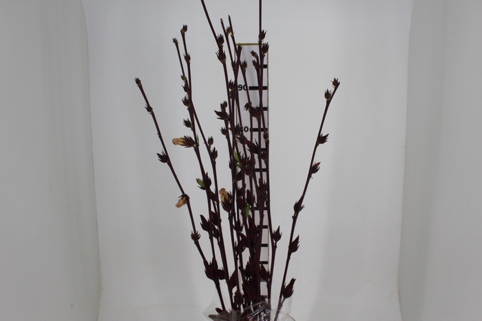 <h4>FOLH HIBISCUS VINAGREIRO</h4>